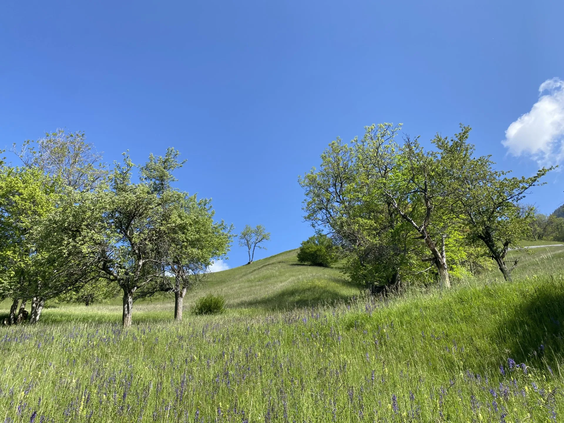Wiese unterhalb von Castiel